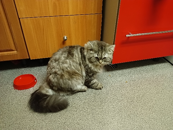 Очумелые Пёрышки