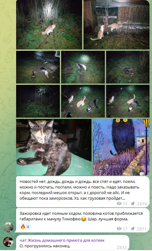 Жизнь домашнего приюта для котеек 565