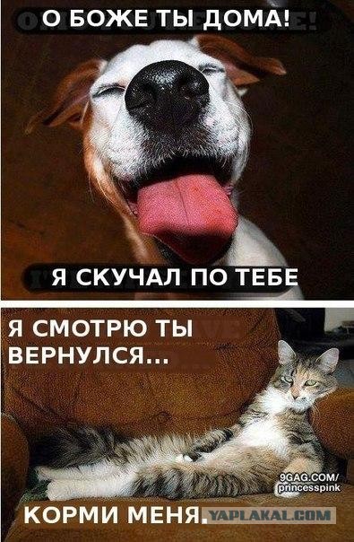 Кот встречает хозяина