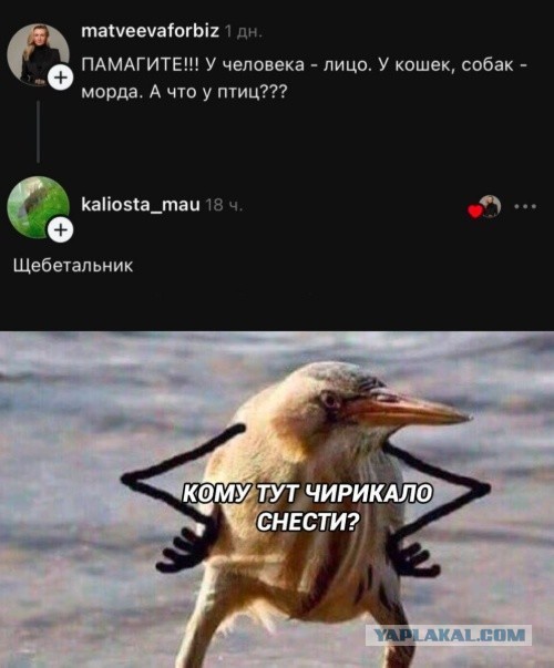 Картинки для деградации 248 (разной степени свежести)