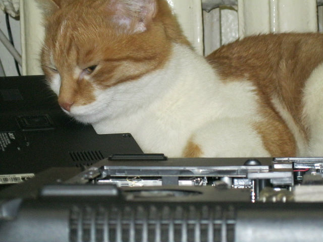 Мне два ведра кошек, пожалуйста...