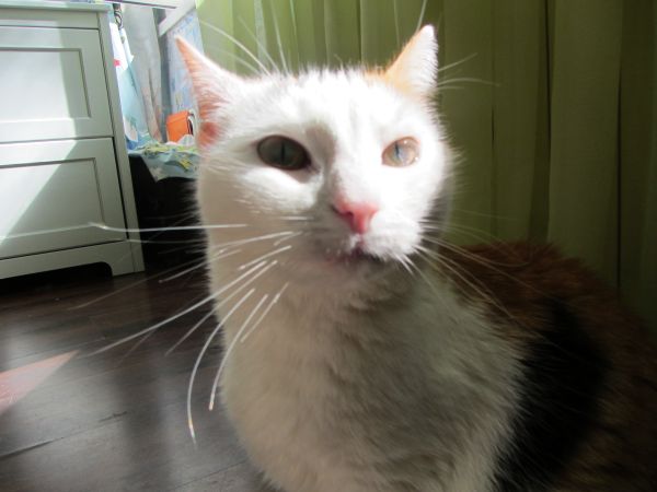 Котовторник 29.10.2013