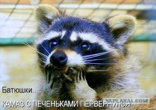 Вот во мху енот!