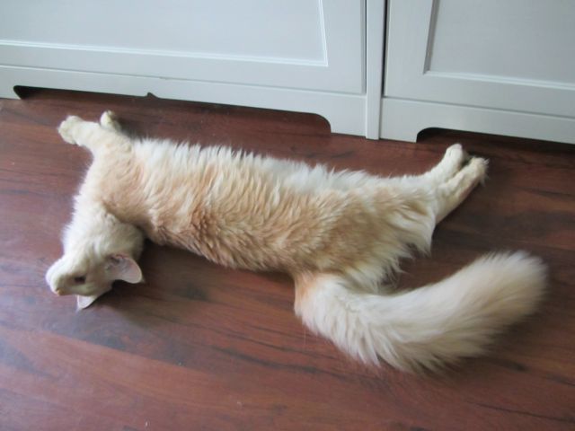Котовторник  10.12.2013
