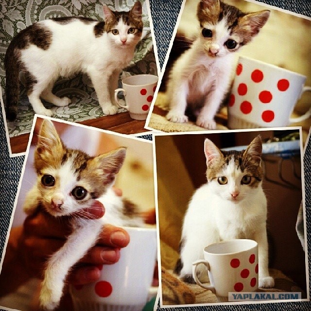 Про спасенных котеек