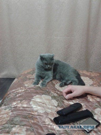 Котовторник 04.03.2014