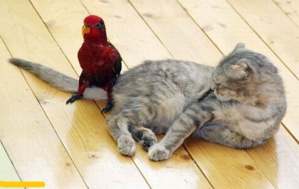 Фотки из интернета.
