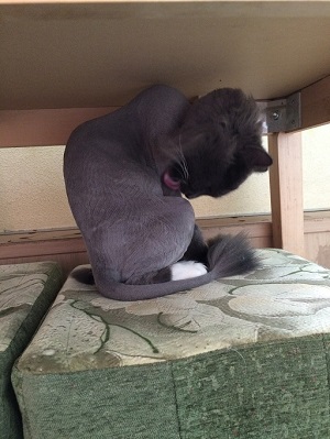 Котовторник 2.12.14