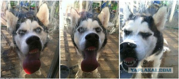 Хаски щен