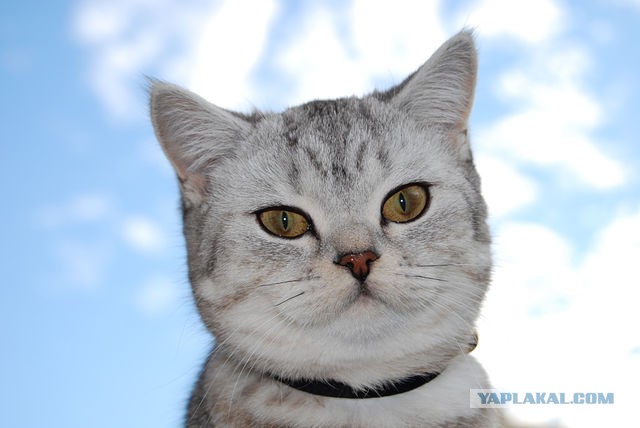 Котовторник