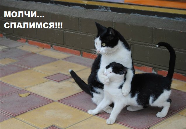 Вот он ГТО не сдаст.