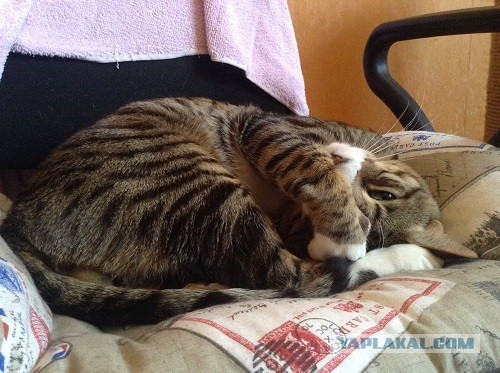 Котовторник 24.03.2015