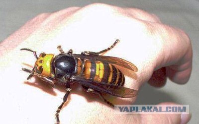 Массовое убийство и геноцид