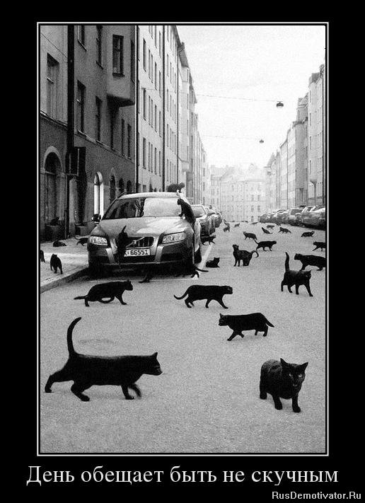 Котовторнику посвящается.