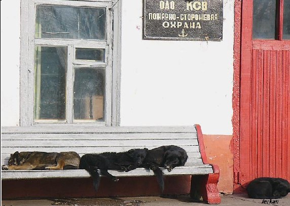 СОБАКИ и ЩЕНКИ. Все про собак!