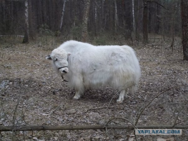 Прогулка с волками