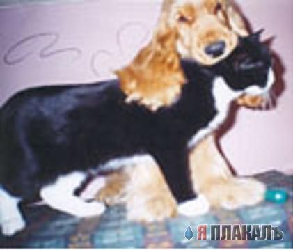 Кошки и Собаки - большая подборка