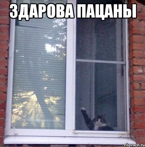 Мой кот, мои правила!