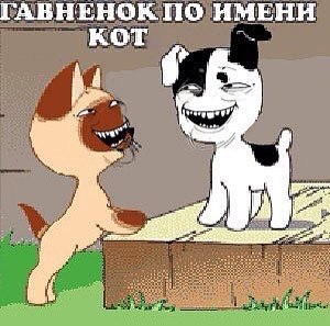 Интересные факты о сиамских кошках