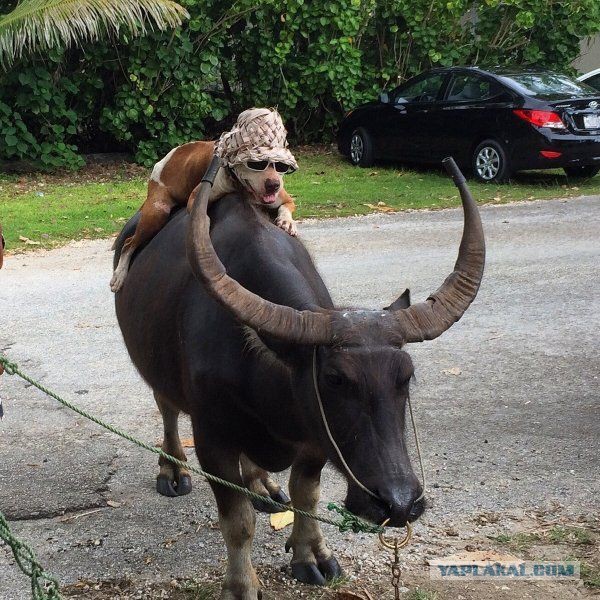 Подборка интересных и веселых фото