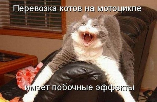 Мохнатые беспредельщики