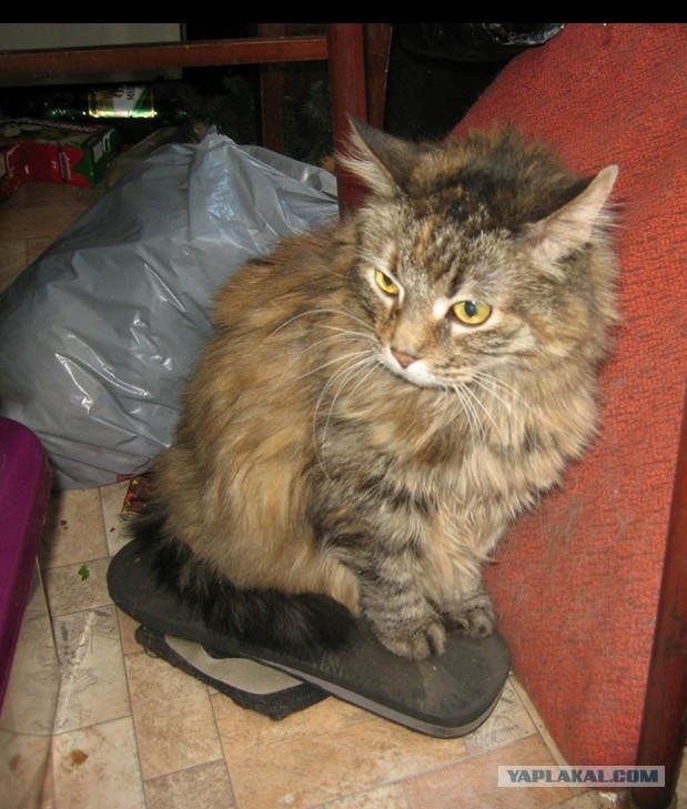 Котовторник на вторник, Котовторник