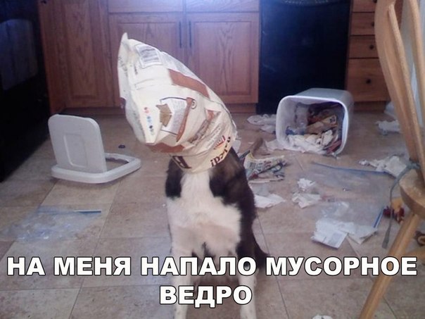 Прикольные животные