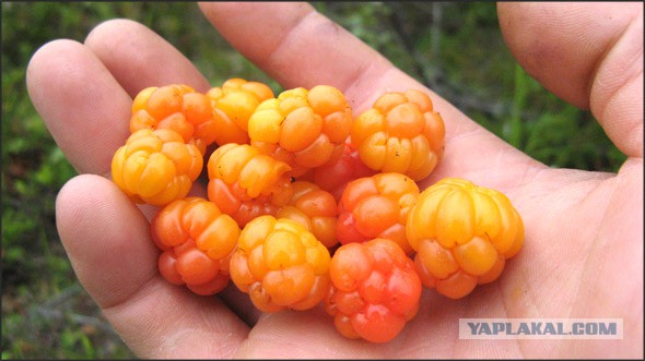 Сбор урожая клюквы в Ричмонде