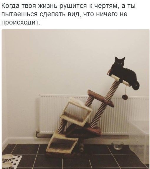 Котовторник. Понять и простить.