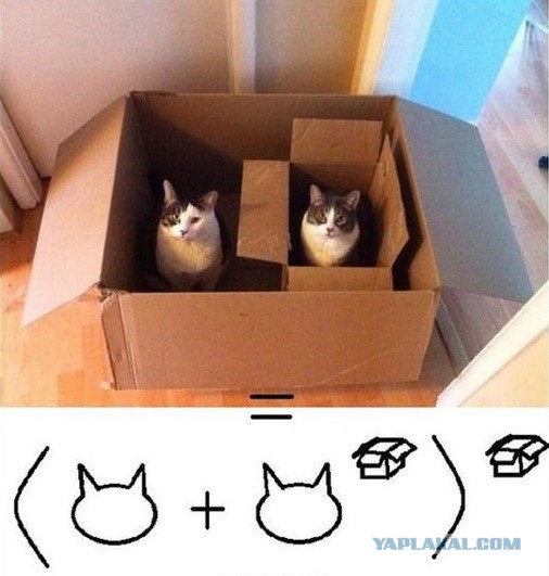 Коробочные коты или кошачий склад