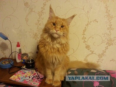 Котовторник  31.01.2017