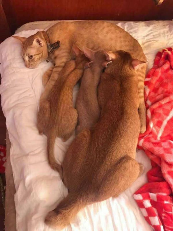 Котовторник 14.03.2017