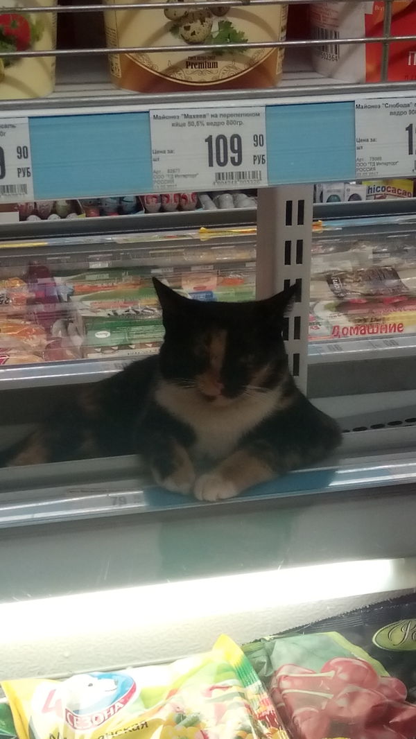 Коты и Кошки