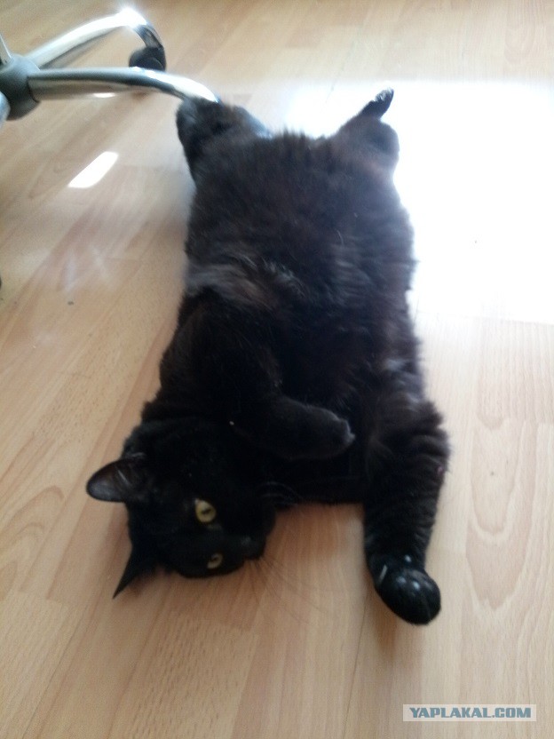 Котовторник 23/05/2017