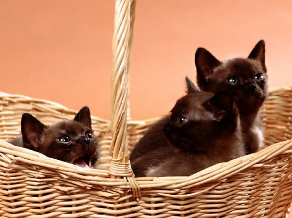 Котомет на вторник (15.04.2008)
