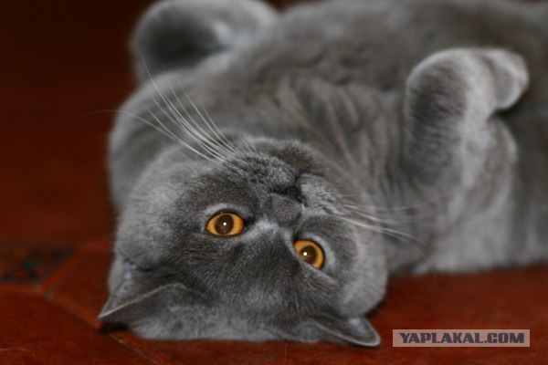 Котовторник (16.09.08)
