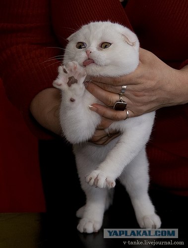 Котовторник (02.06.2009)