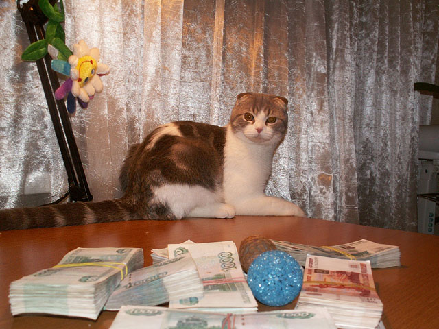 Котовторник  07.06.11
