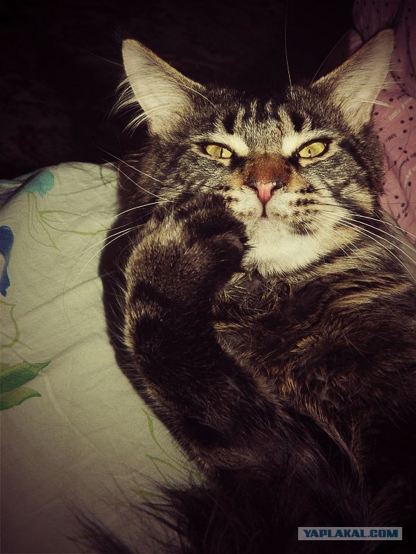 Котовторник  от 3.04.2012