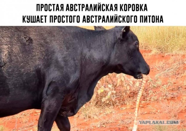 20 фактов о житие-бытие в Австралии