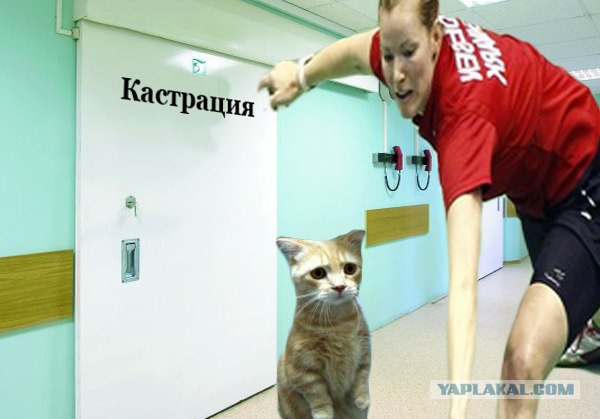 Бадминтон (Жабы)