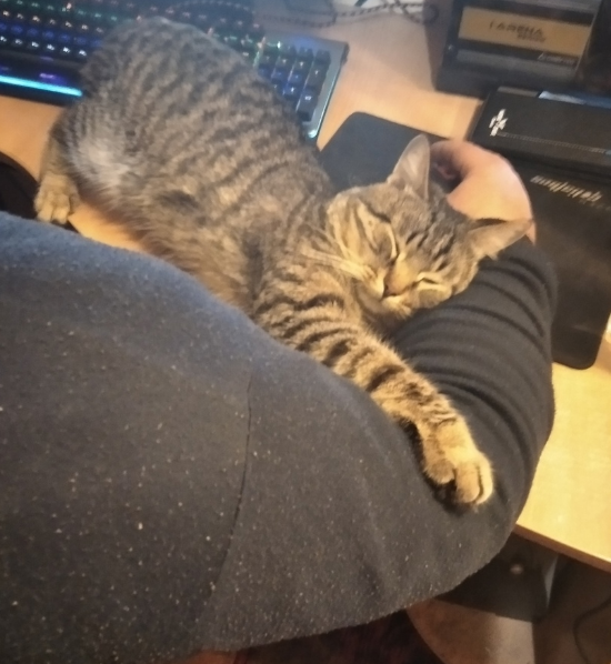 Спасение котейки из западни