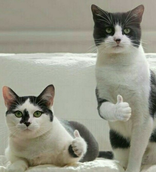 Котовторник 28.09.21