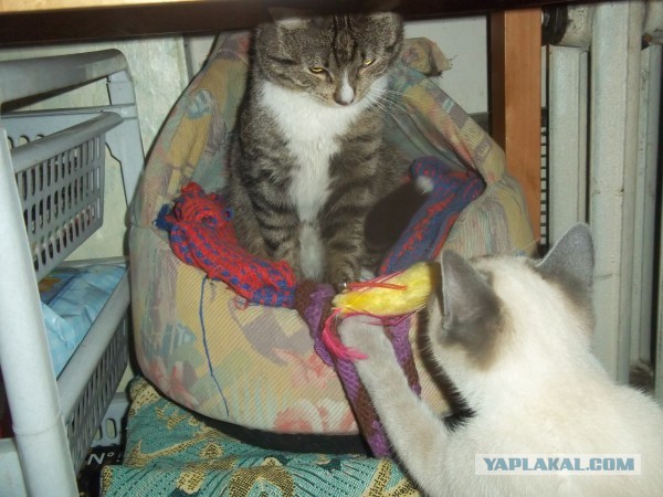 Котовторник 26.03.2013