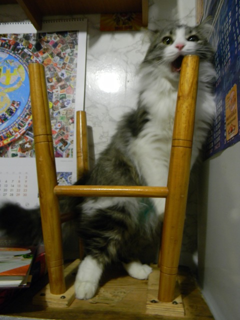 Котовторник 16.04.2013