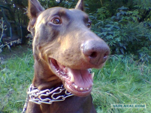 Няшность и ...