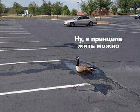 Старался без боянов