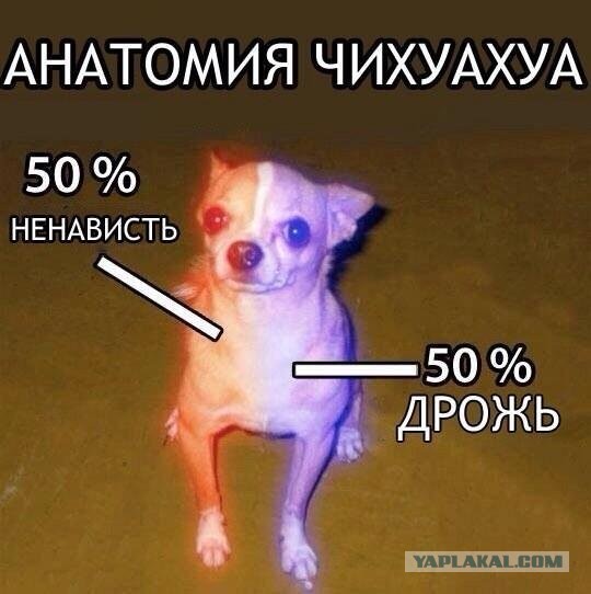 Портреты пёсов