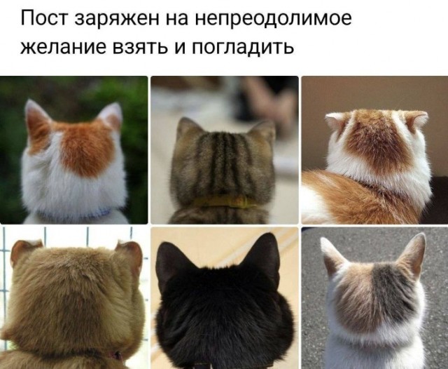 Веселые картинки в понедельник (23.12)