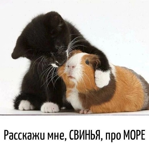 Расскажи мне про море